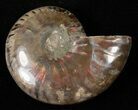 Flashy Red Iridescent Ammonite - Wide #16693-1